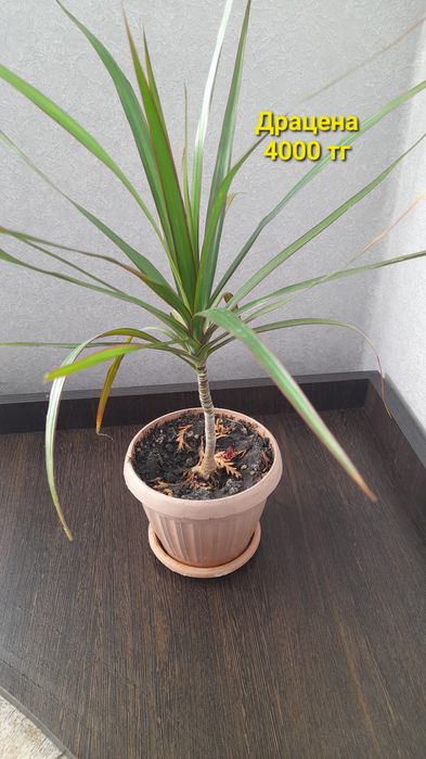 Драцена, Шефлера, Пеларгония