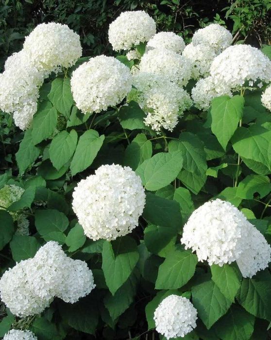 Кустарники (2-3 летние). Бута гуллар (2-3 йиллик)