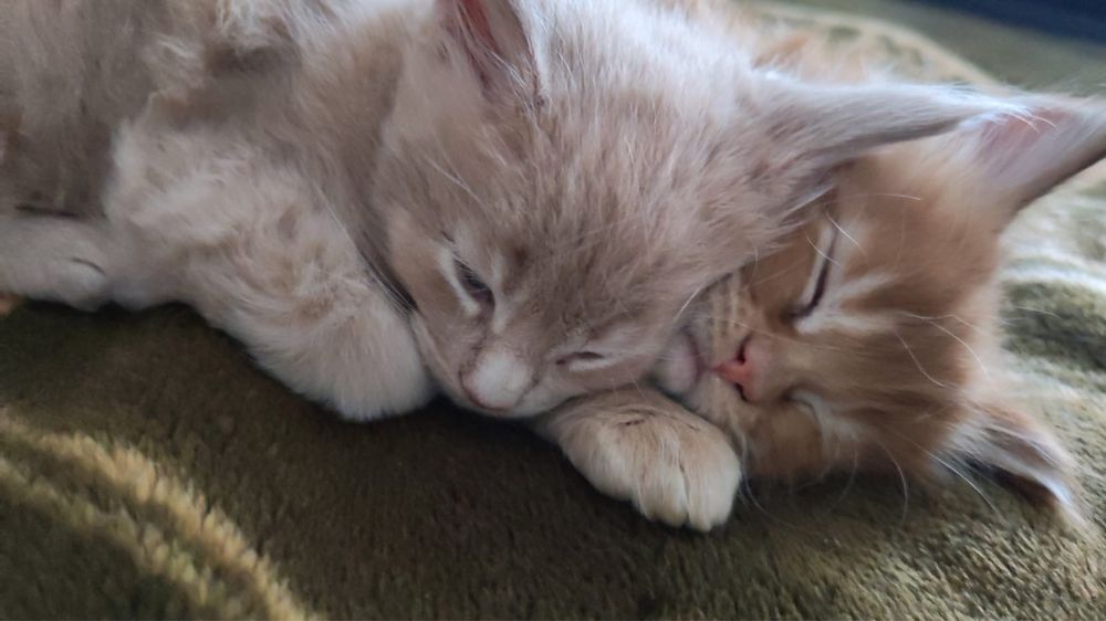 Котята мейн кун (великаны)