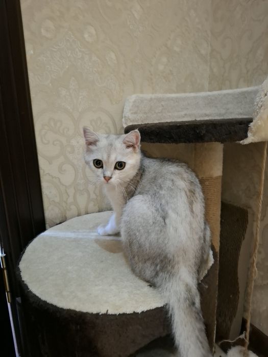 Котик Серебристая шиншила