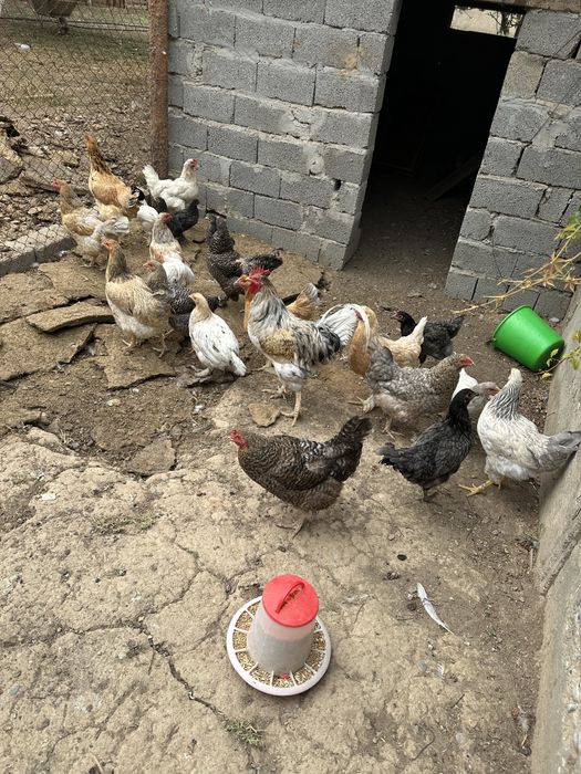 Продаются домашние куры