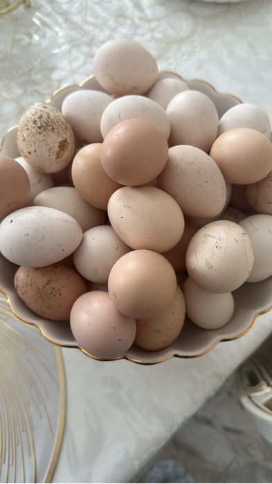 Инкубационные яйца для инкубатора