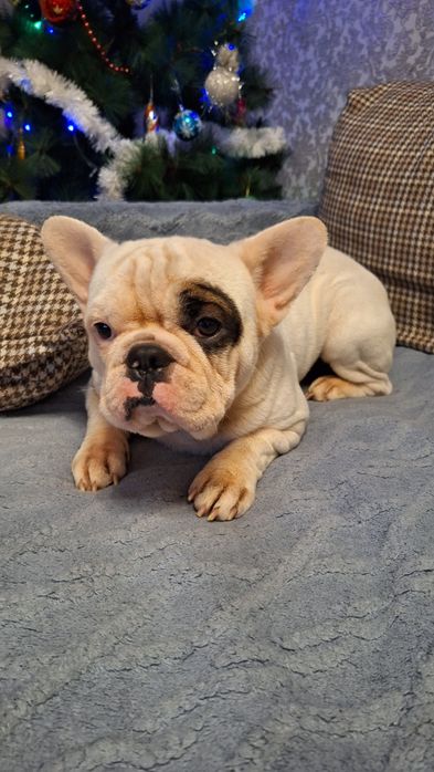 Вязка французский бульдог