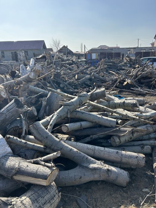 Продам дерево доставка бесплатно