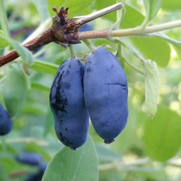 Afin Siberian Wojtek