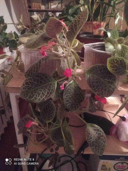 Комнатные растения