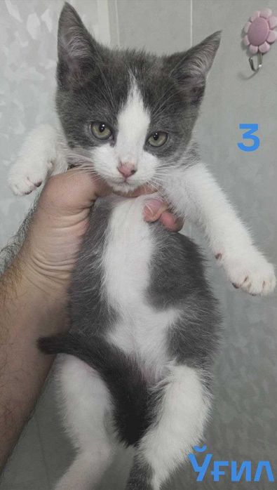 Шотландские вислоухие котята (мальчик и девочка) — 1 месяц