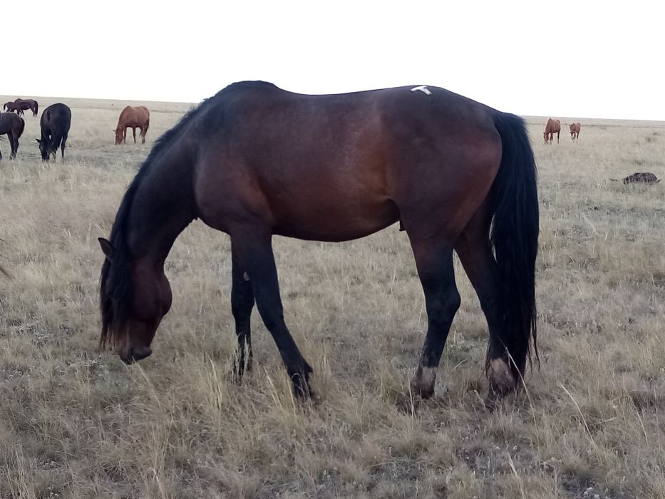 Продам жеребца 5.5 лет