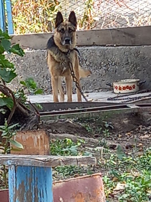 вязка кабель 2 года немец