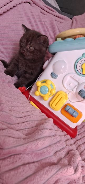 Британские котята