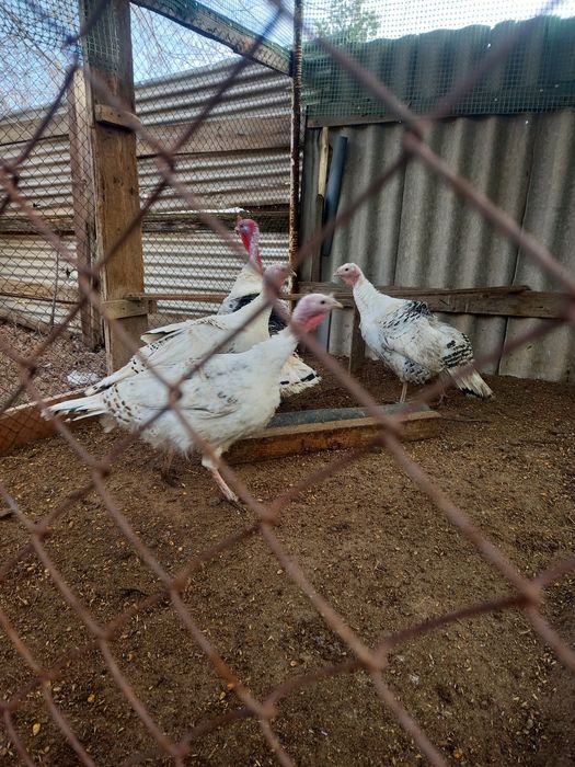 Продам индюка с индюшками