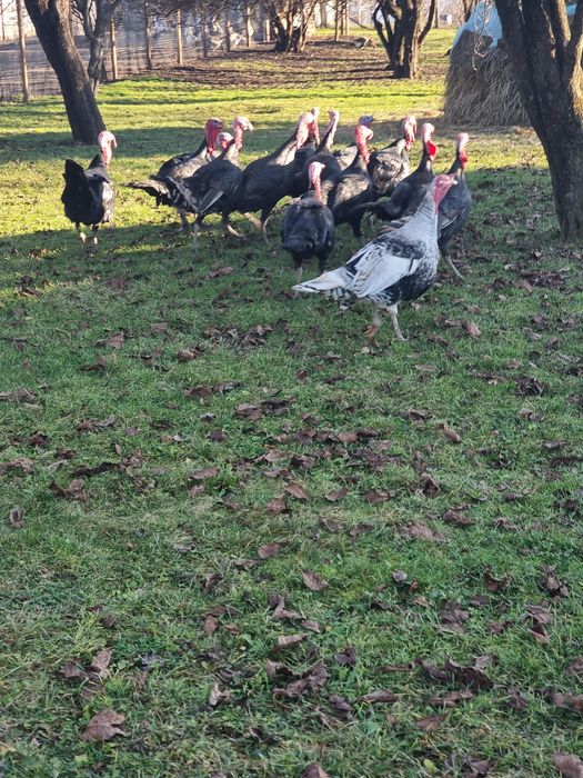 Curcani țărănești de vânzare