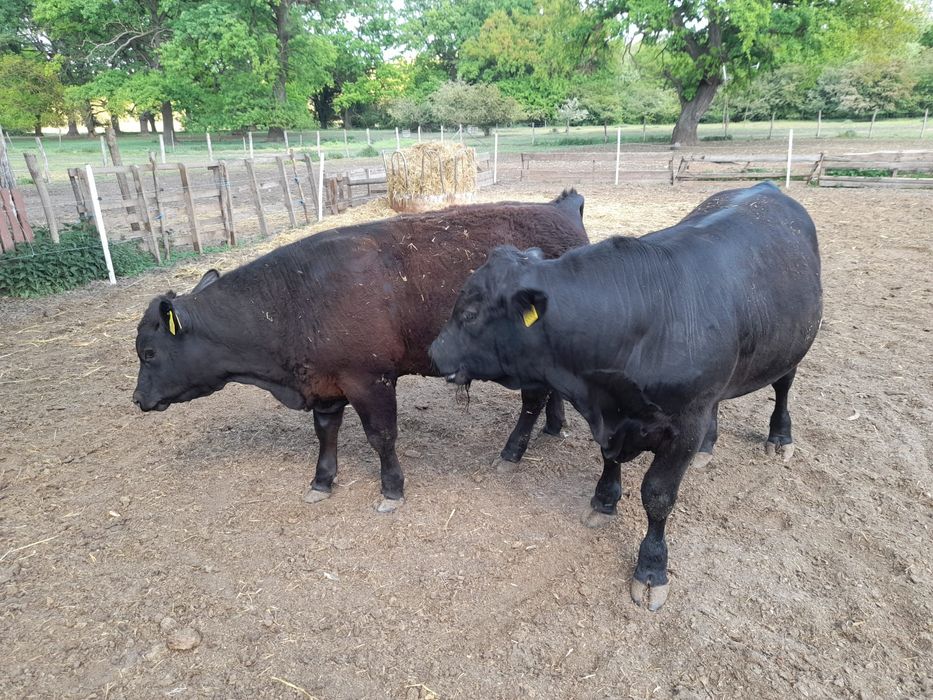 Taurasi angus 12 luni