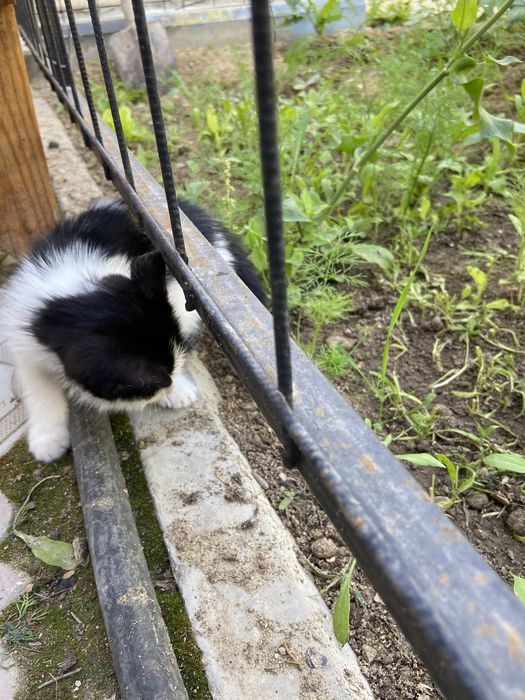 Отдам котенка в добрые руки