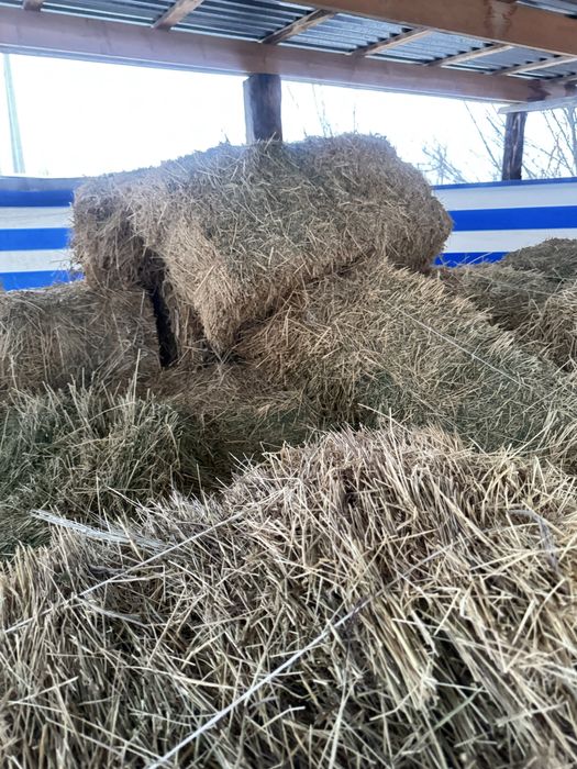 Шөп сатылады пішен және жоңышқа