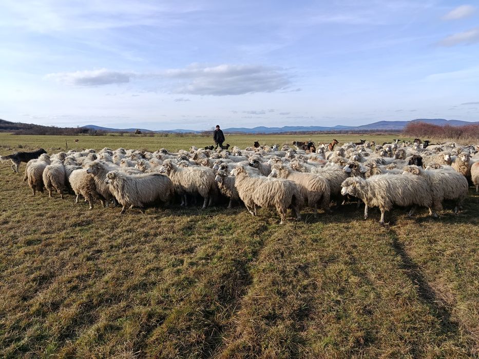 Oi tinere de vânzare