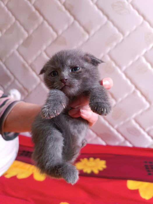 Продаются котята британцы