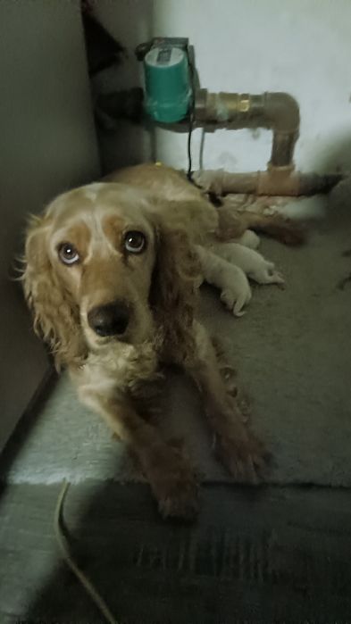 Щенки русского спаниеля