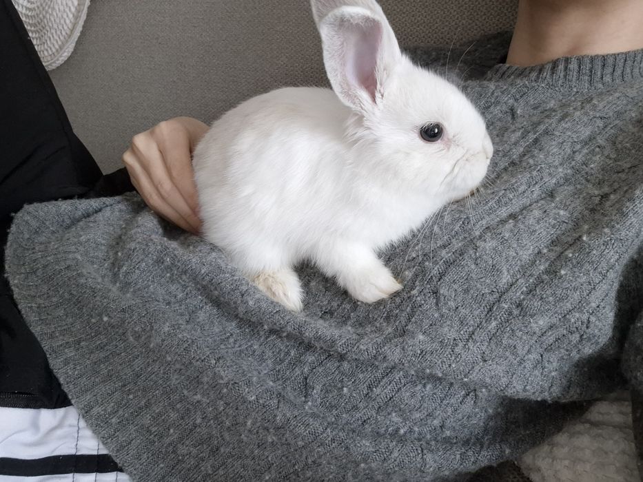 Декоративный кролик