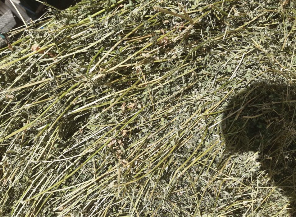 Baloti lucerna si otava