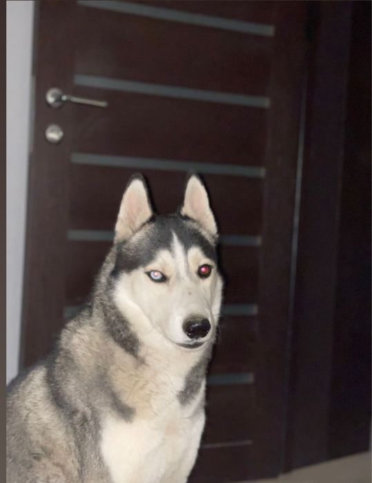 Сибирский Хаски вязка