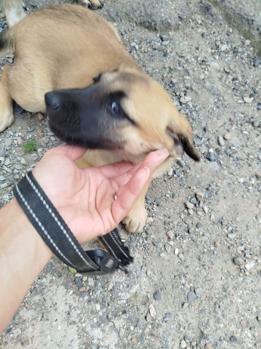 Щенки девочки 2 и 3 месяца,мальчики  4месяца2 месяца,,мелко породистые