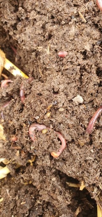 Калифорнийский черви