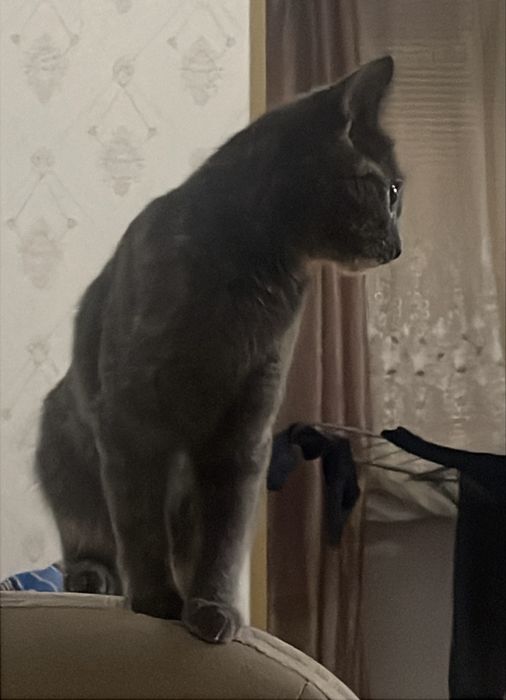 Отдам кошку в добрые руки