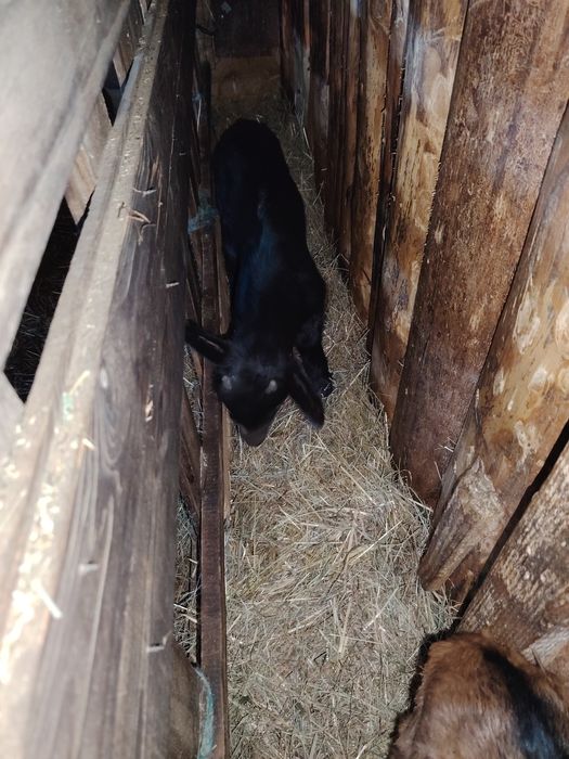 Vand iezi/iedute de rasă alpin franceze originale