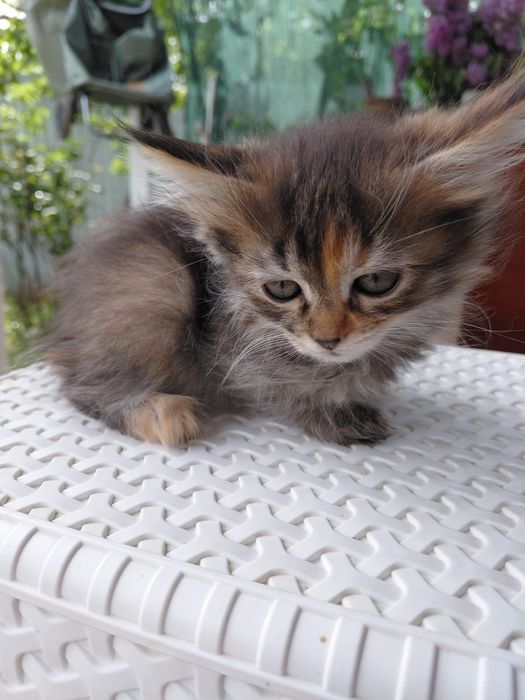 Отдам котенка  в хорошие руки