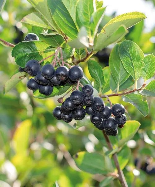 Arbuști Fructiferi ARONIA