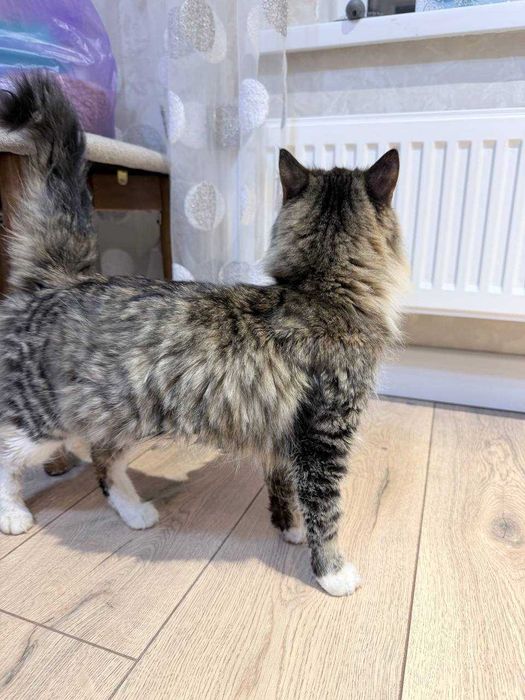 Ищем дом для очень милой кошечки