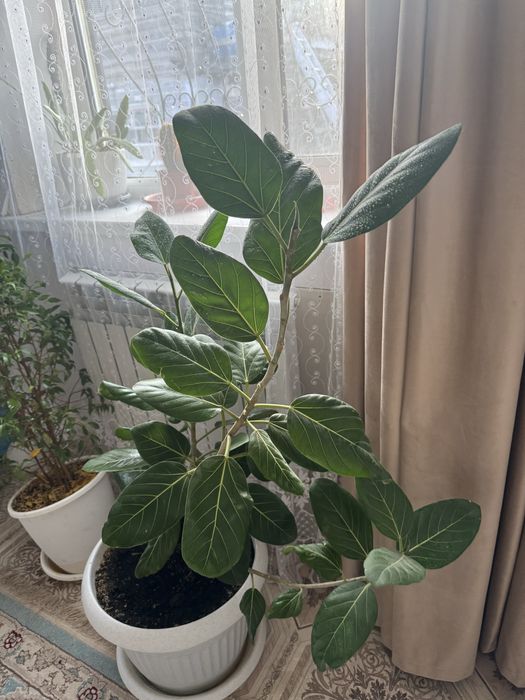 Продам комнатный фикус