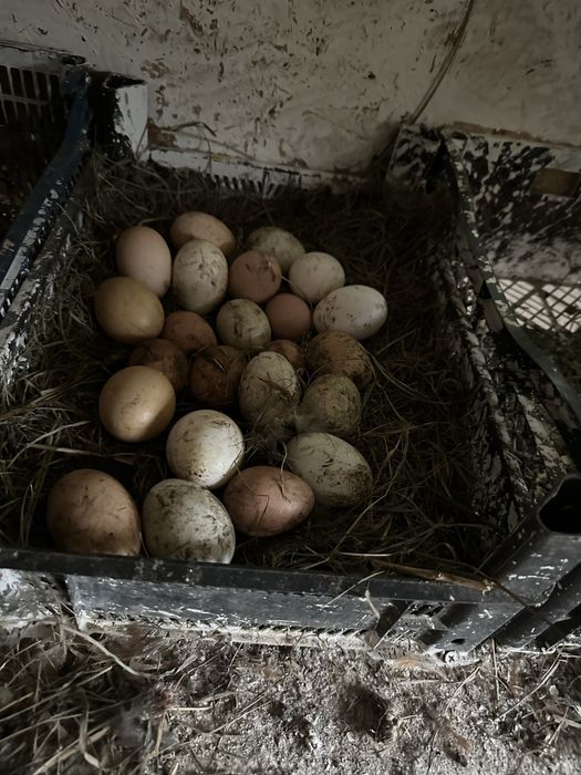 Vand oua de consum si incubat