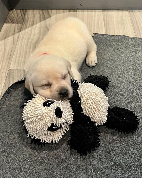 продам щенков лабрадора