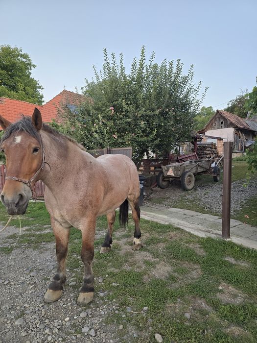 De vânzare cal de 6 ani
