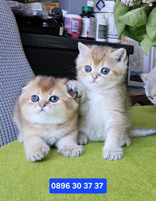 Късокосмести котенца