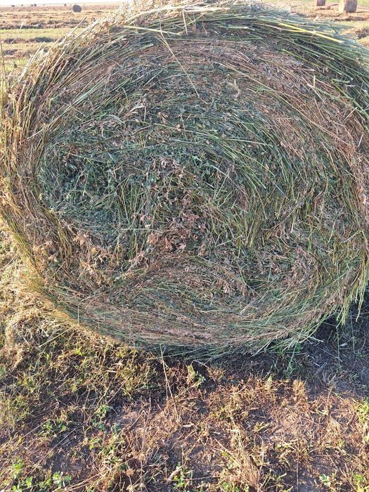 Baloti rotunzi lucerna,coasa a 3 a