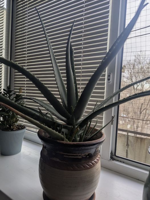 Алоэ Вера лечебный