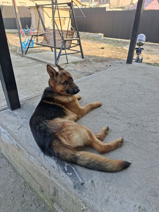 немецкая очварка