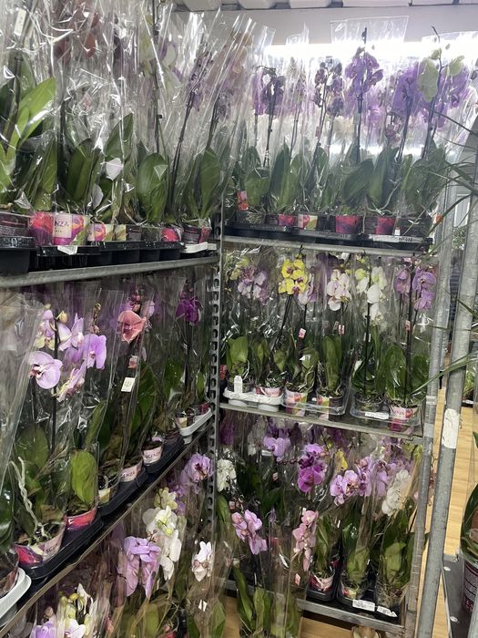 Орхидея подарок для близких