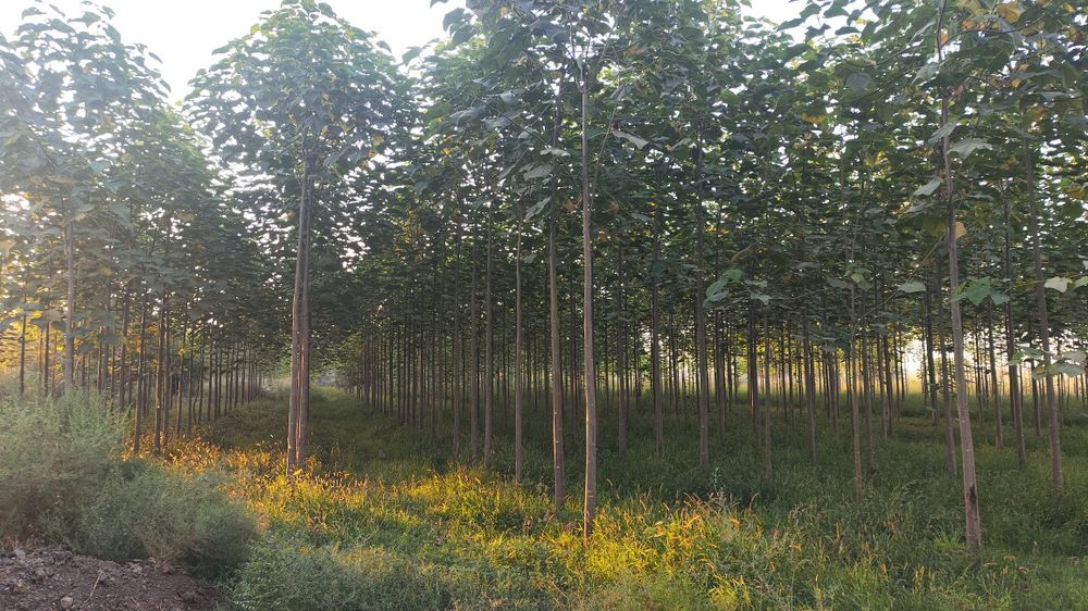 Огромная дача 2га