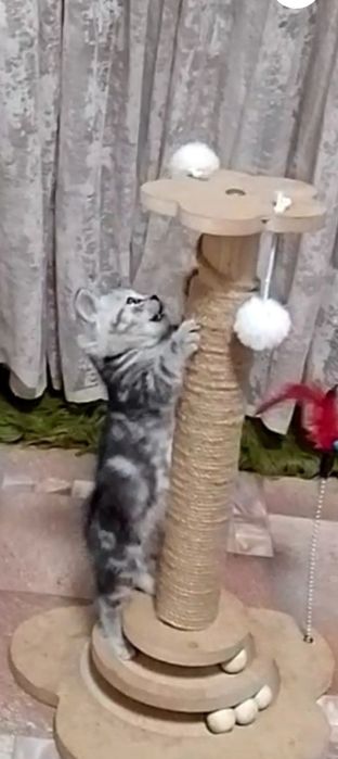 Котята шотландцы мрамор на серебре