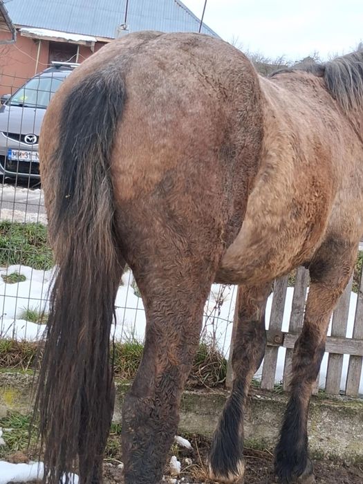 Vand manz de 2 ani harmasar