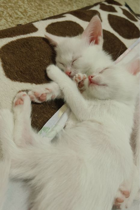 Маленькие котята ищут свой дом