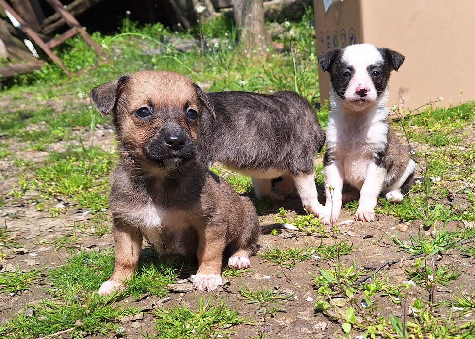 Catelusi pentru adoptie