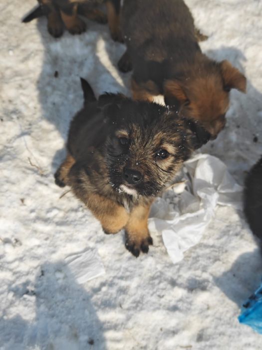 Щенки-сироты ищут дом
