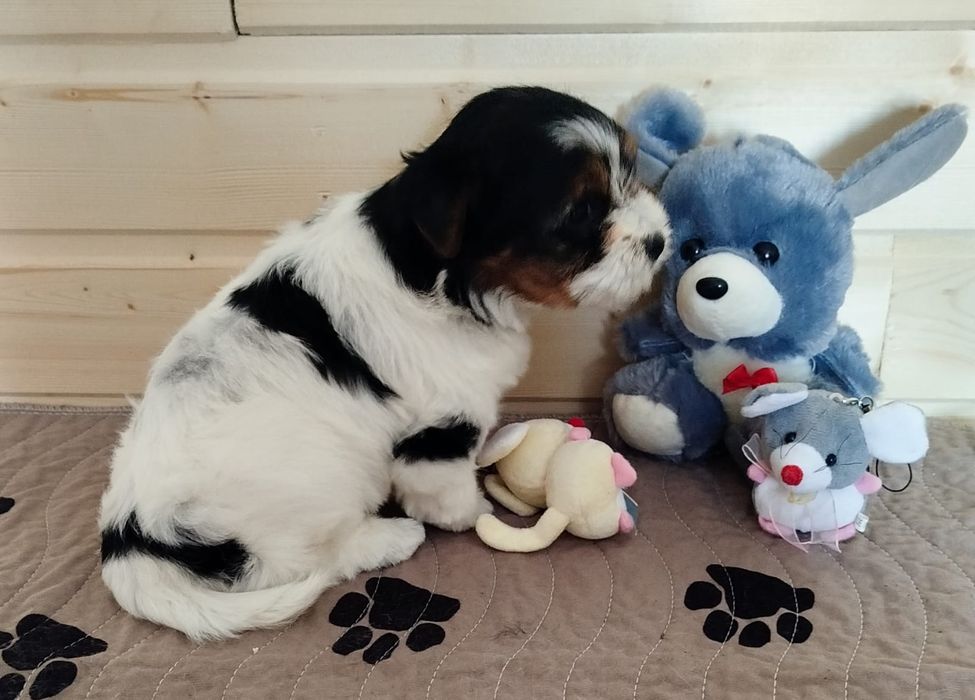 Очаровательные щенки бивера.