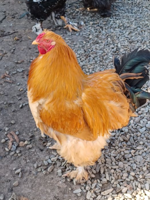 Vand doi cocosi strumschi porțelan și unu brahma galben