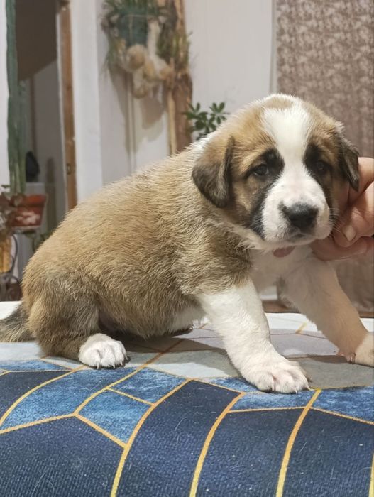 Щенятки среднеазиатской авчарки